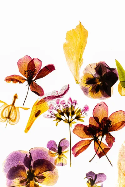 Dried Flowers White — Stock Photo, Image