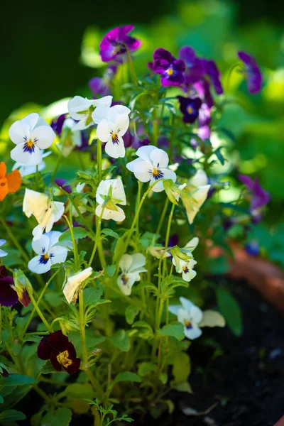 Flores Viola Olla — Foto de Stock