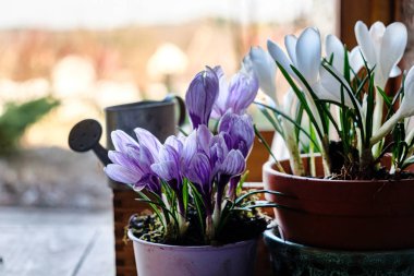 Saksıda bahar çiçekleri