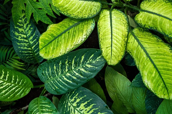 ディフェンバキアの植物の緑の葉 — ストック写真