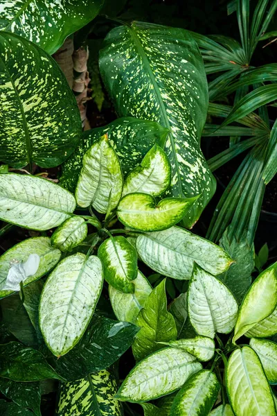 Zielone Liście Roślin Dieffenbachia — Zdjęcie stockowe