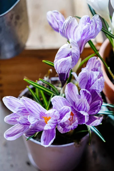 Frühlingsblumen Topf — Stockfoto