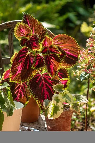 Primer Plano Hermosas Flores Rojas Koleus Verde Olla — Foto de Stock