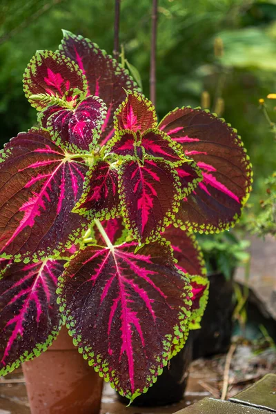 Fechar Belas Flores Koleus Vermelhas Verde Pote — Fotografia de Stock