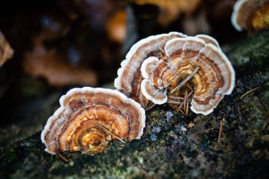 Bir huş ağacı kuyruklu mantar grubunun yakın görüntüsü, versicolor trametes polyporaceae. 