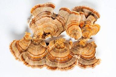 Trametes versicolor, genellikle hindi kuyruğu olarak bilinen bir çoklu gözenekli mantar türüdür. Beyaz arkaplanda izole. 