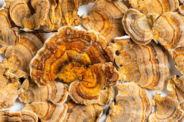 Trametes versicolor, genellikle hindi kuyruğu olarak bilinen bir çoklu gözenekli mantar türüdür. Beyaz arkaplanda izole. 