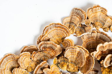 Trametes versicolor, genellikle hindi kuyruğu olarak bilinen bir çoklu gözenekli mantar türüdür. Beyaz arkaplanda izole. 
