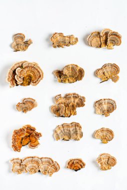 Trametes versicolor, genellikle hindi kuyruğu olarak bilinen bir çoklu gözenekli mantar türüdür. Beyaz arkaplanda izole. 