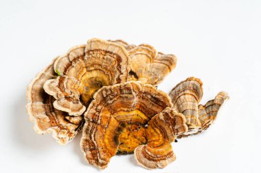 Trametes versicolor, genellikle hindi kuyruğu olarak bilinen bir çoklu gözenekli mantar türüdür. Beyaz arkaplanda izole. 