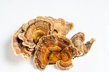 Trametes versicolor is a polypore mushroom, commonly known as turkey's tail. Isolated on white background.  clipart