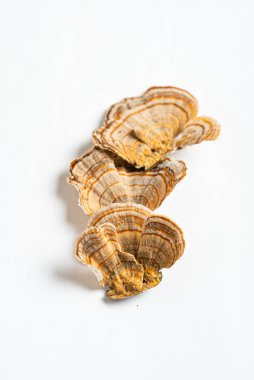 Trametes versicolor, genellikle hindi kuyruğu olarak bilinen bir çoklu gözenekli mantar türüdür. Beyaz arkaplanda izole. 
