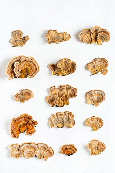 틱올라 Trametes Versicolor 일반적으로 칠면조 꼬리로 알려진 버섯이다 배경에 고립됨 — 스톡 사진