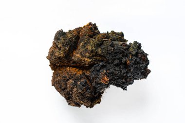 Chaga inonotusobliquus, Chaga 'da geleneksel beyaz mantar. Tıbbi ve biyoloji kavramı. 