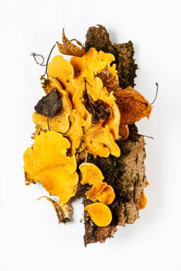 Phyllotopsis Nidulan 'lar beyaz grupta