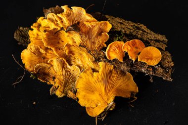 Phyllotopsis Nidulan 'lar siyah grupta