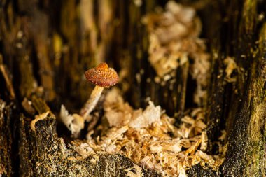 Ağaçtaki küçük mantar