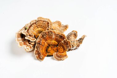 Trametes versicolor, genellikle hindi kuyruğu olarak bilinen bir çoklu gözenekli mantar türüdür. Beyaz arkaplanda izole. 