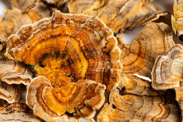 Trametes Versicolor Polypore Mushroom Commonly Known Turkey Tail Isolated White — Stock Photo, Image