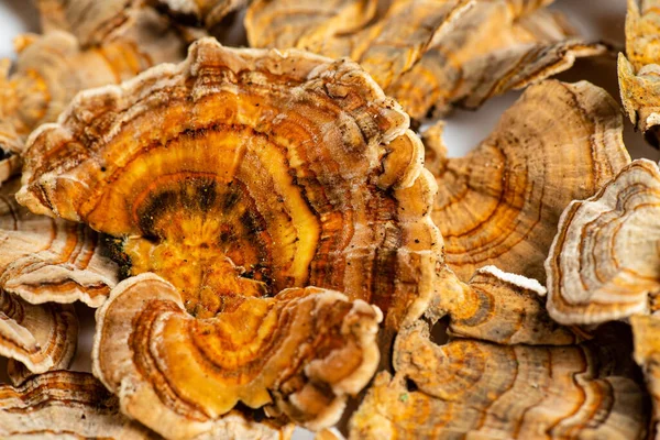 Trametes versicolor, genellikle hindi kuyruğu olarak bilinen bir çoklu gözenekli mantar türüdür. Beyaz arkaplanda izole. 