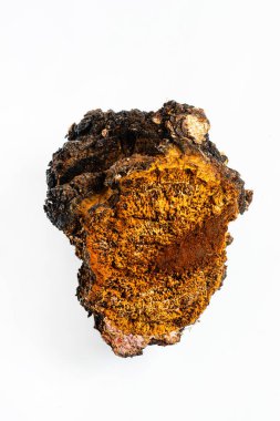 Chaga inonotusobliquus, Chaga 'da geleneksel beyaz mantar. Tıbbi ve biyoloji kavramı. 
