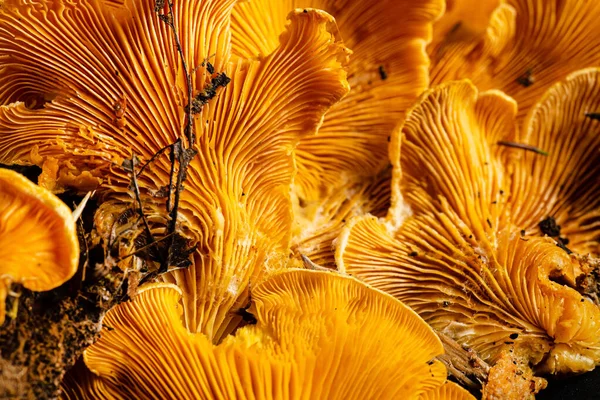 Phyllotopsis Nidulan 'lar siyah grupta