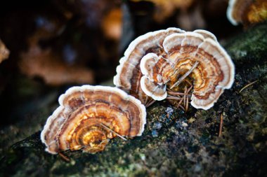 Bir huş ağacı kuyruklu mantar grubunun yakın görüntüsü, versicolor trametes polyporaceae. 