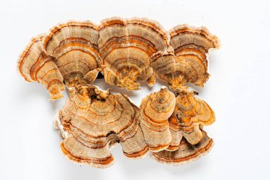 Trametes versicolor, genellikle hindi kuyruğu olarak bilinen bir çoklu gözenekli mantar türüdür. Beyaz arkaplanda izole. 