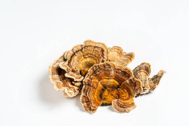 Trametes versicolor, genellikle hindi kuyruğu olarak bilinen bir çoklu gözenekli mantar türüdür. Beyaz arkaplanda izole. 