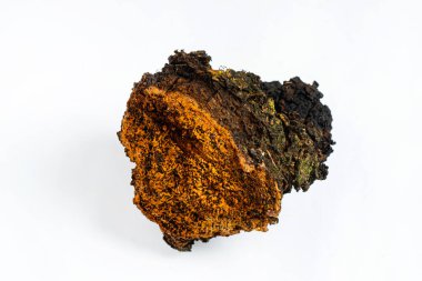 Chaga inonotusobliquus, Chaga 'da geleneksel beyaz mantar. Tıbbi ve biyoloji kavramı. 