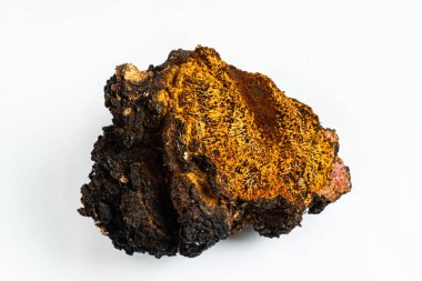 Chaga inonotusobliquus, Chaga 'da geleneksel beyaz mantar. Tıbbi ve biyoloji kavramı. 