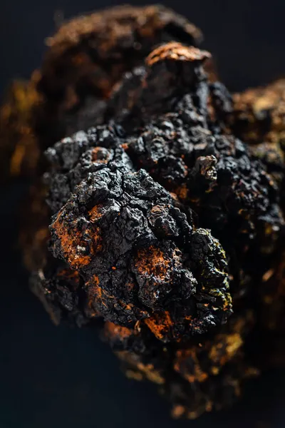 Chaga Inonotusobrecus Chaga 전통적 생물학 — 스톡 사진