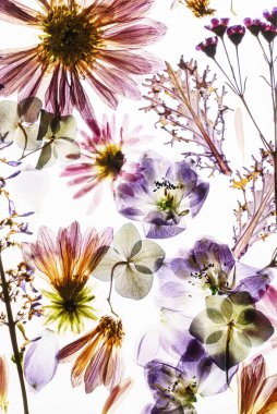 Beyaz arkaplanda kuru çiçekler