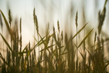  Tarlaların, tarlaların ve güzelliklerin arka planı.