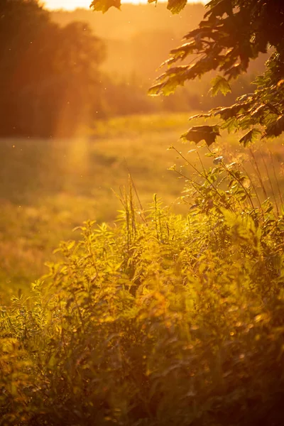 Sunset Wild Field Forest — Stock Photo, Image