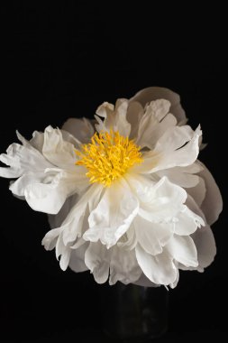 siyah arka plan üzerine Şakayık