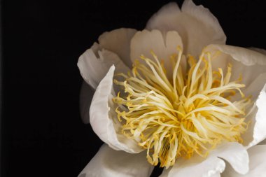 siyah arka plan üzerine Şakayık