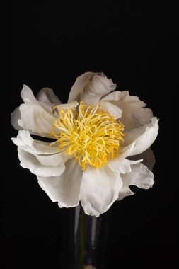 siyah arka plan üzerine Şakayık