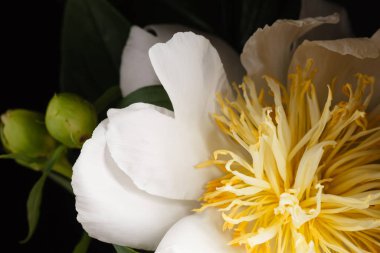 siyah zemin üzerine beyaz Şakayık