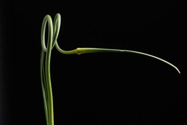 siyah arka plan üzerine sarımsak scape