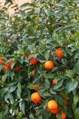 mandalina ağacı dalı