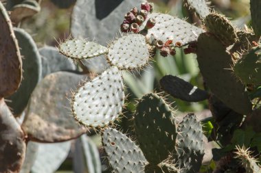 Tropik kaktüsün parlak meyveleri. 