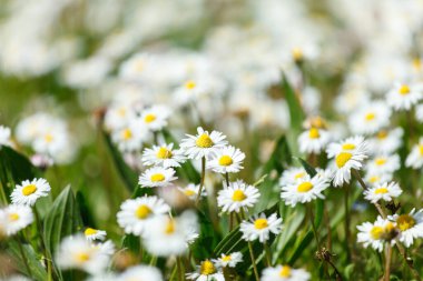 Papatya tarlası, makro