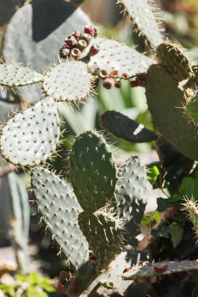 Frutos Brillantes Del Cactus Tropical —  Fotos de Stock