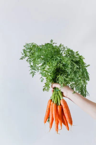 Zanahorias Frescas Las Manos —  Fotos de Stock