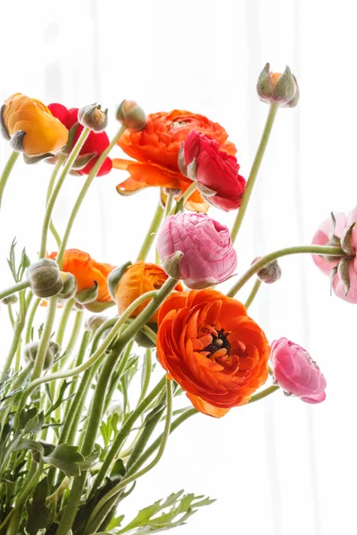 Барвисті Персикові Квіти Масляної Чашки Ранункулус — стокове фото