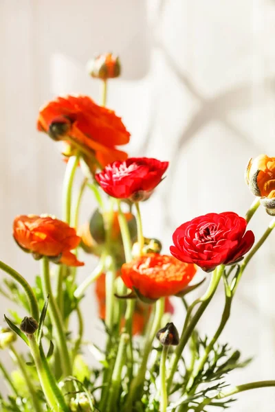 Coloridas Flores Buttercup Persas Ranunculus — Foto de Stock