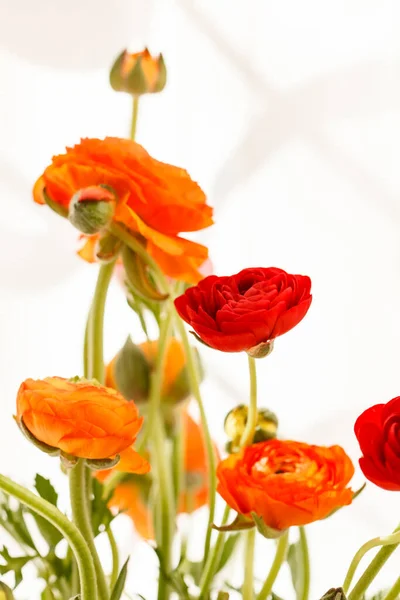 Colorful Persian Buttercup Flowers Ranunculus — Stock Photo, Image