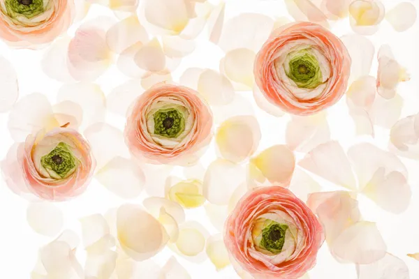 Ranunculus Flowers Close — Stock Photo, Image