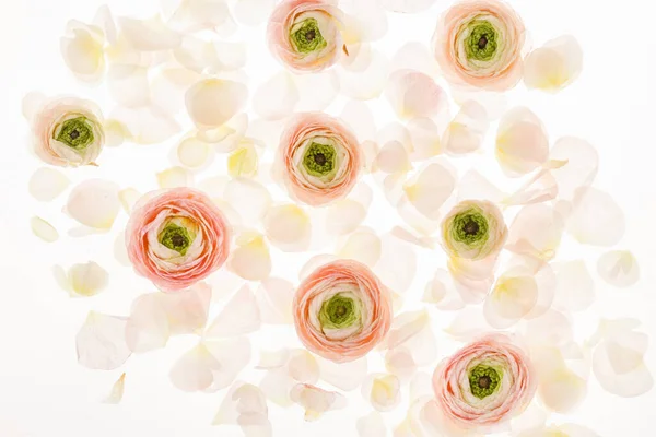 Ranunculus Flowers Close — Stock Photo, Image